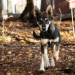 Portrait d'un chiot alaskan husky en Laponie Suédoise