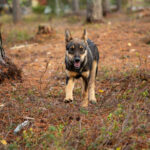Portrait d'une alaskan husky de chez Petter Karlsson