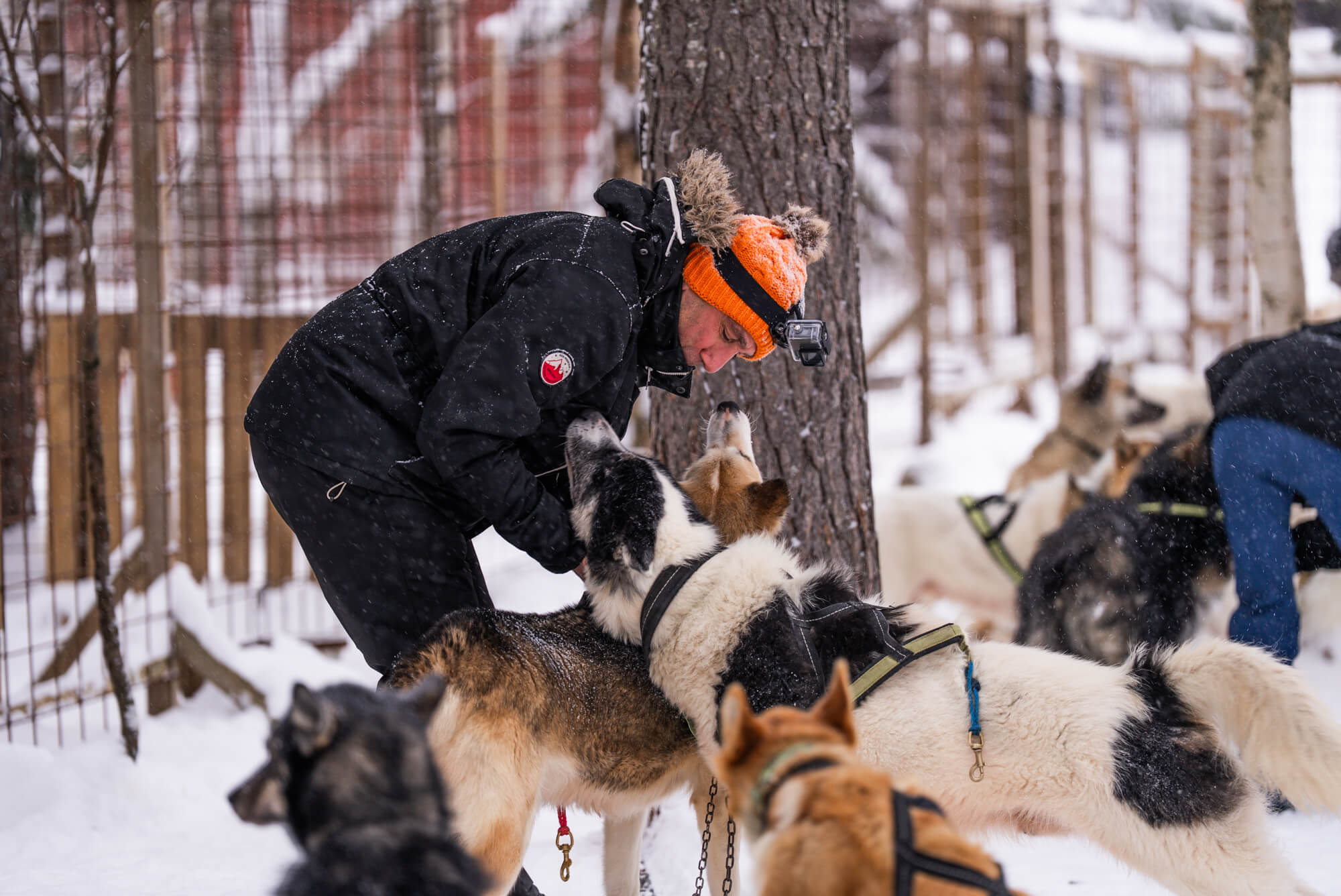 questions-reponses-suede-laponie-flarken-adventure-293 Un participant caresse son équipe de chiens de traîneau avant de partir en raid