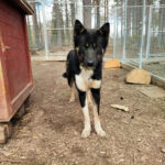 Portrait d'un chien de traîneau en Suède