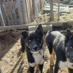 Photo d'un chien de traîneau en Laponie
