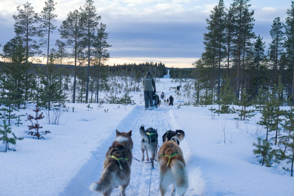 Attelages de chiens de traineau en mouvement en Suède