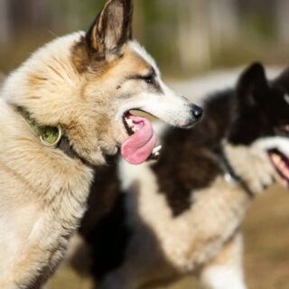 Depuis 2 semaines, les sorties dans le parc d'ébat ont repris, pour le plus grand plaisir des chiens !#flarkenadventure #laponie #chiendetraineau #photodechien #dogstagram