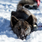 Boom, une belle groenlandaise pose sur la neige