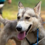 Portrait d'un chien de traineau à l'attelage