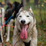 Lasko, un chien de tête exceptionnel