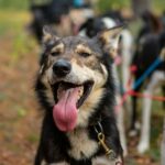 Portrait d'un chien de traineau, Suède