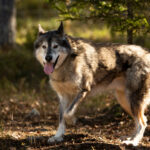 Chien de traineau en promenade en laponie