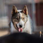 Portrait d'un bel alaskan husky en Laponie