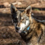 Chien de traineau en laponie