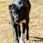 Chien de trapineau en suède