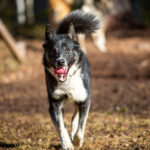Whooper, un chien de traîneau exceptionnel