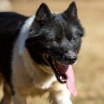 Paï, une chienne croisée groenalandaise/Alaskan