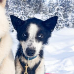 Portrait d'une petite alaskan husky aux yeux bleus