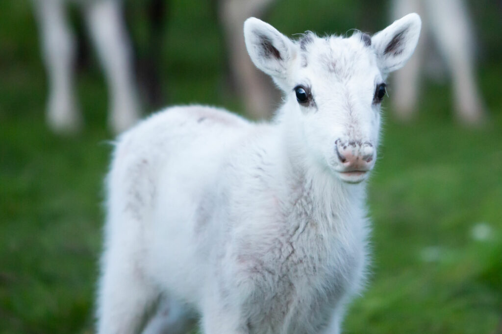 Portrait d'un bébé renne ou faon en Laponie suédoise