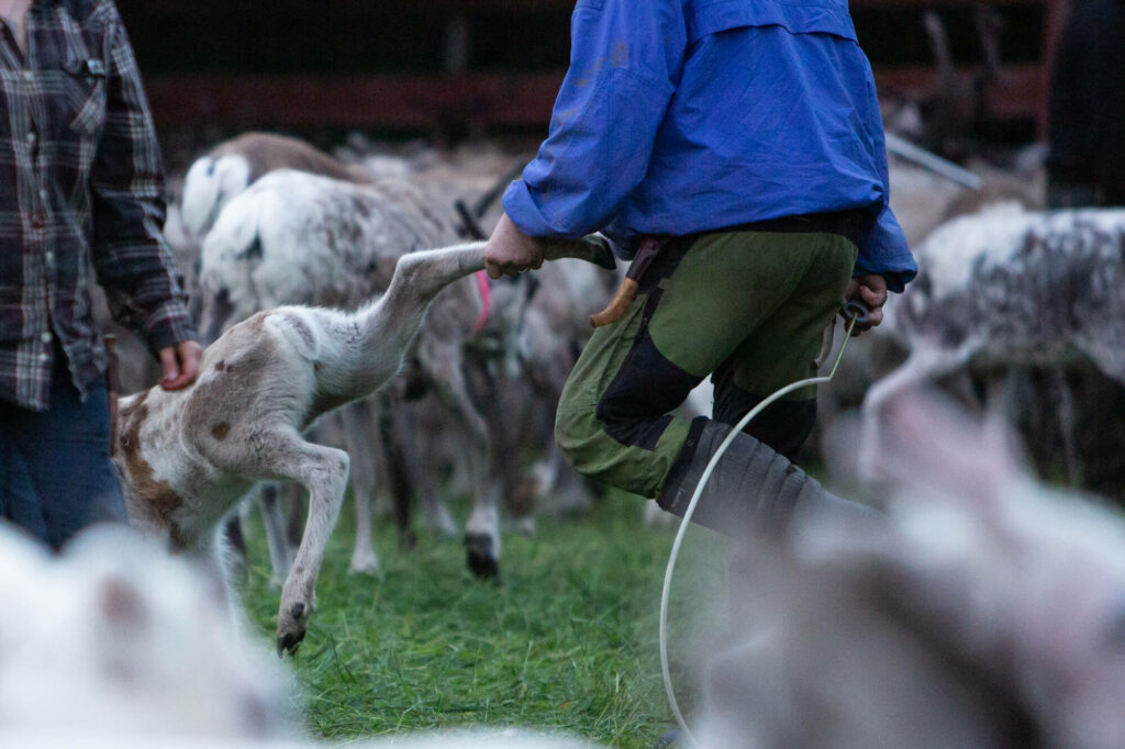Un faon attrapé au lasso par la patte pour être marqué