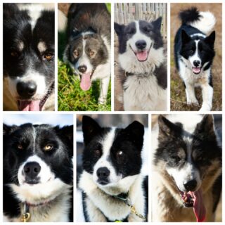 Dans nos chiens "black n white", retrouvez qui est qui et faites correspondre ces noms à une photo : Miwok, Bam, Modig, Saïvo, Cater, Bako et Clyde !#flarkenadventure #chiendetraineau #laponie #dogphoto #dogsledding