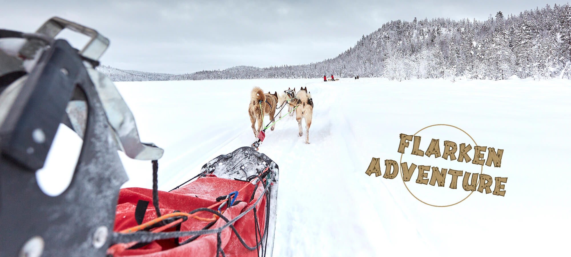 Attelage de chiens de traîneau lors d'un séjour en Laponie suédoise chez Flarken Adventure