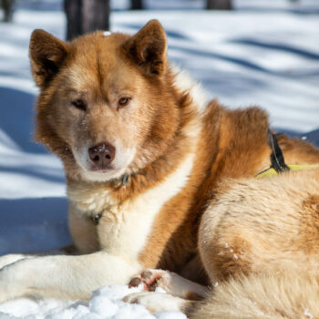 raid-chiens-de-traineau-suede-laponie-flarken-adventure-60 (1) Portrait d'un chien de traineau @Flarken Adventure